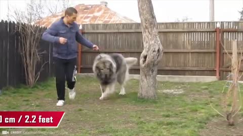 10 Largest And Most Powerful Dogs In The World