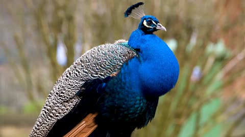 Awesome Facts About Peacocks