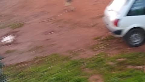 Dog Takes Slackline In Stride