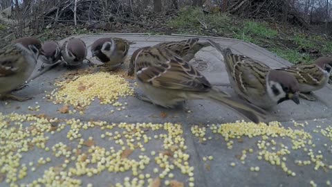 Sparrows eat porridge