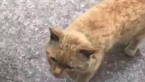 A very hungry homeless cat wanted to eat