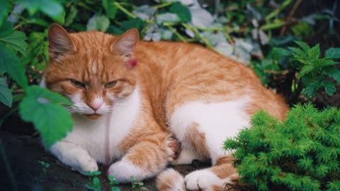 Cat Nature Animal Outdoors Pet