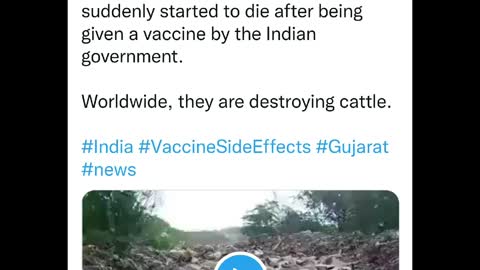 👀 Gujarat state in India, where tens of thousands of 'vaccinated' cattle suddenly started to die