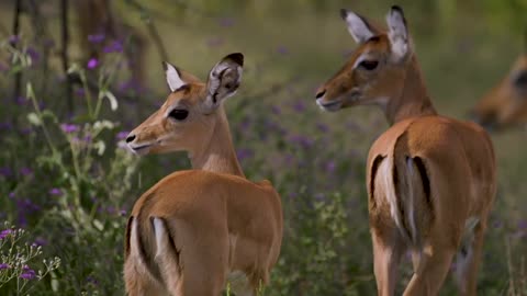 impalas in the savannah
