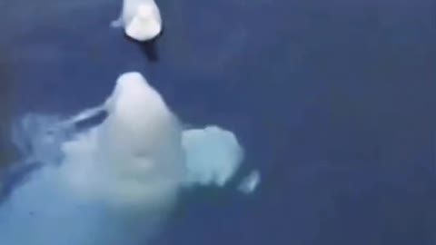 Lovely beluga whale