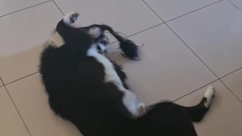 Silly Dog Decides To Roll Around Then Sneezes
