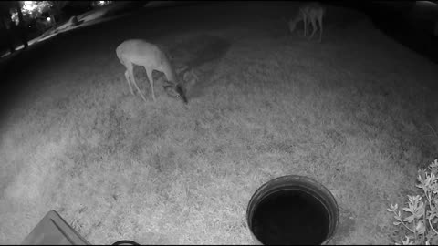 Whitetail deer in my Cypress (Houston) neighborhood - Cam3 - 8/18/23 am