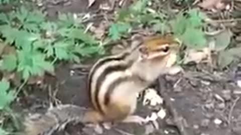 A cute eastern Chipmunk (tamias) eating peanuts.