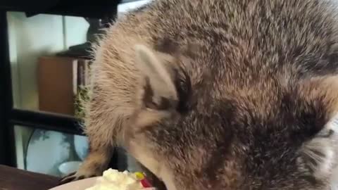 Raccoon and cake