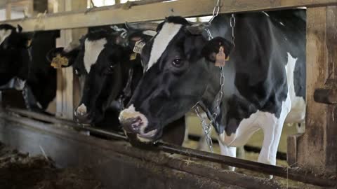 Farm for breeding cows. Cows are standing still, chewing and looking into the camera