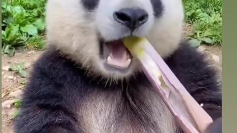 Cute 🐼 panda #asm