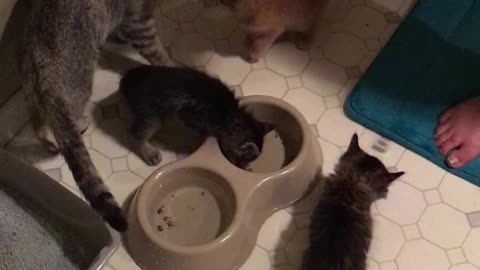 Kittens kittens kittens
