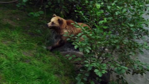 Oso pardo en el agua