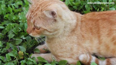 Curiosidade sobre os gatos laranja, todos gatos não macho?