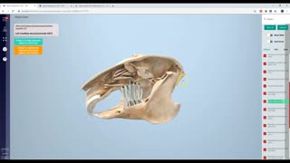 Rabbit teeth - 3D Veterinary Anatomy & Learning IVALA