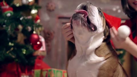 charming asian girl loves and caresses a cute funny bulldog under the Christmas tree
