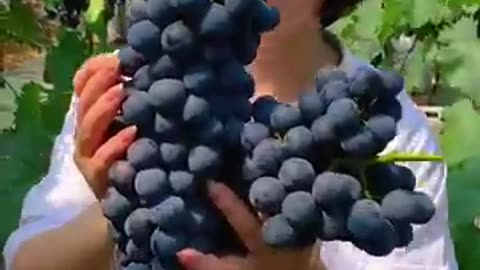 Harvest black Grapes! #fruitgarden #farming