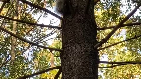 Squirrel Climbing