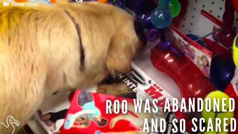 Abandoned Dog Picks Out Her First Toy | The Dodo