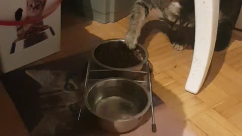 Funny CAT Minko eat's like a human