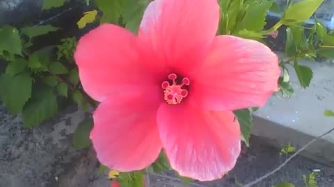 Pretty red hibiscus flower, there is a little ant on it [Nature & Animals]