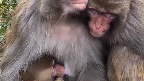 Mother Monkey and Father Monkey prayed silently for their baby monkey