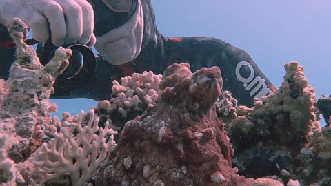 Diver Gets Up Close With a Well-Hidden Octopus
