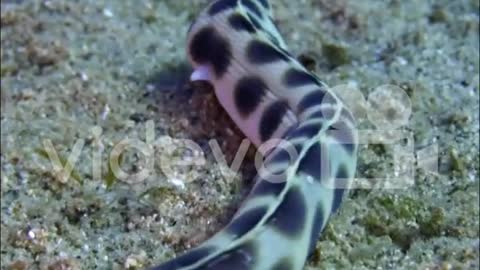 sea snake venom