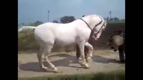 Dancing Horse