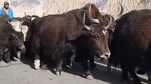 Mountain yak