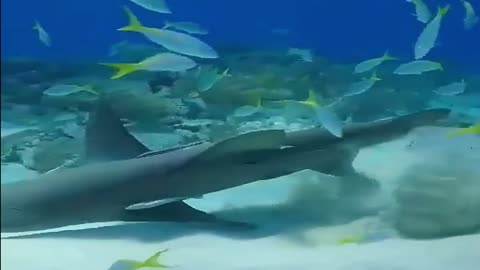 angry mother shark protecting her babies