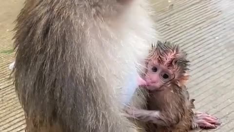 monkey feeding her baby in the rainfall