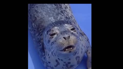 Seal fish video. Beautful Seal fish video.