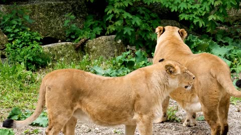 lions - Ranthambore National Park india