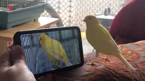funny Canary Bird singing