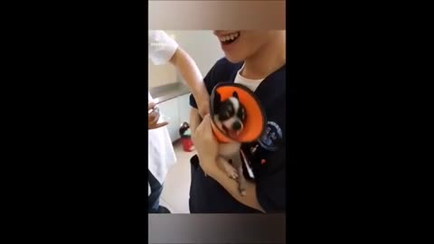 Funny Dog injection videos - Dog injection compilation