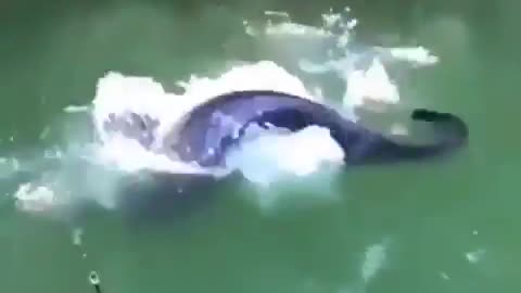 Giant Blue Catfish Comes Out of Nowhere