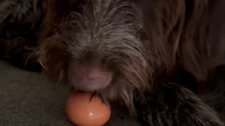 Dog Gets Caught Hiding An Egg