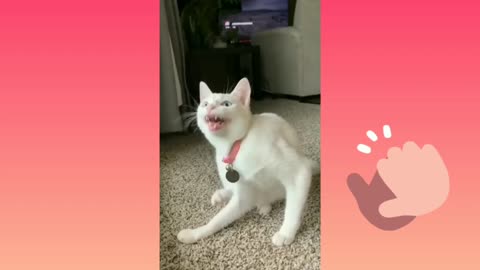 Cute Cat Singing Ah Aaaaa aa | Cute Animal Videos