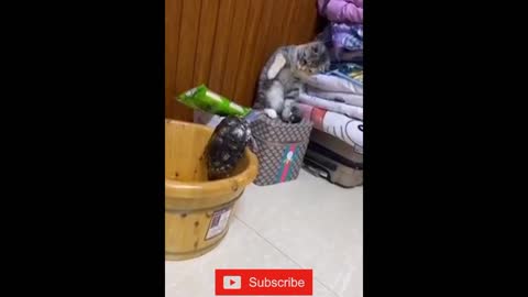 FUNNY REACTION OF CAT AND DOG