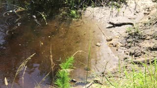 Alligator kiddie pool