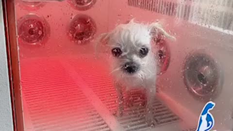 Puppy Bathing and Drying