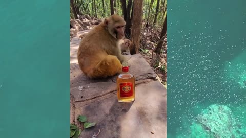 What are the monkeys doing? A very funny video.