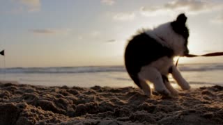 Cute Puppie Playing With Sand
