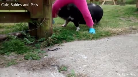 Funny Animals Scarring And Chasing People