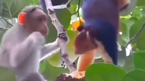 Monkey naughty