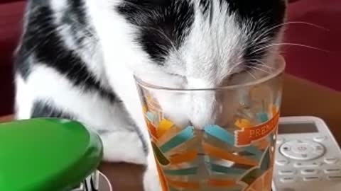 My cat Cheda drinking water from a glass :)