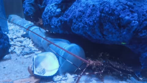 The lobster hides under the coral and doesn't come out