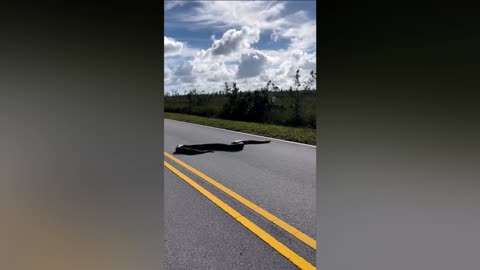SNAKES ALIVE: Massive 15ft Python Stretching Across Two Lanes Seen In Florida