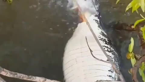 Piranhas eating crocodile